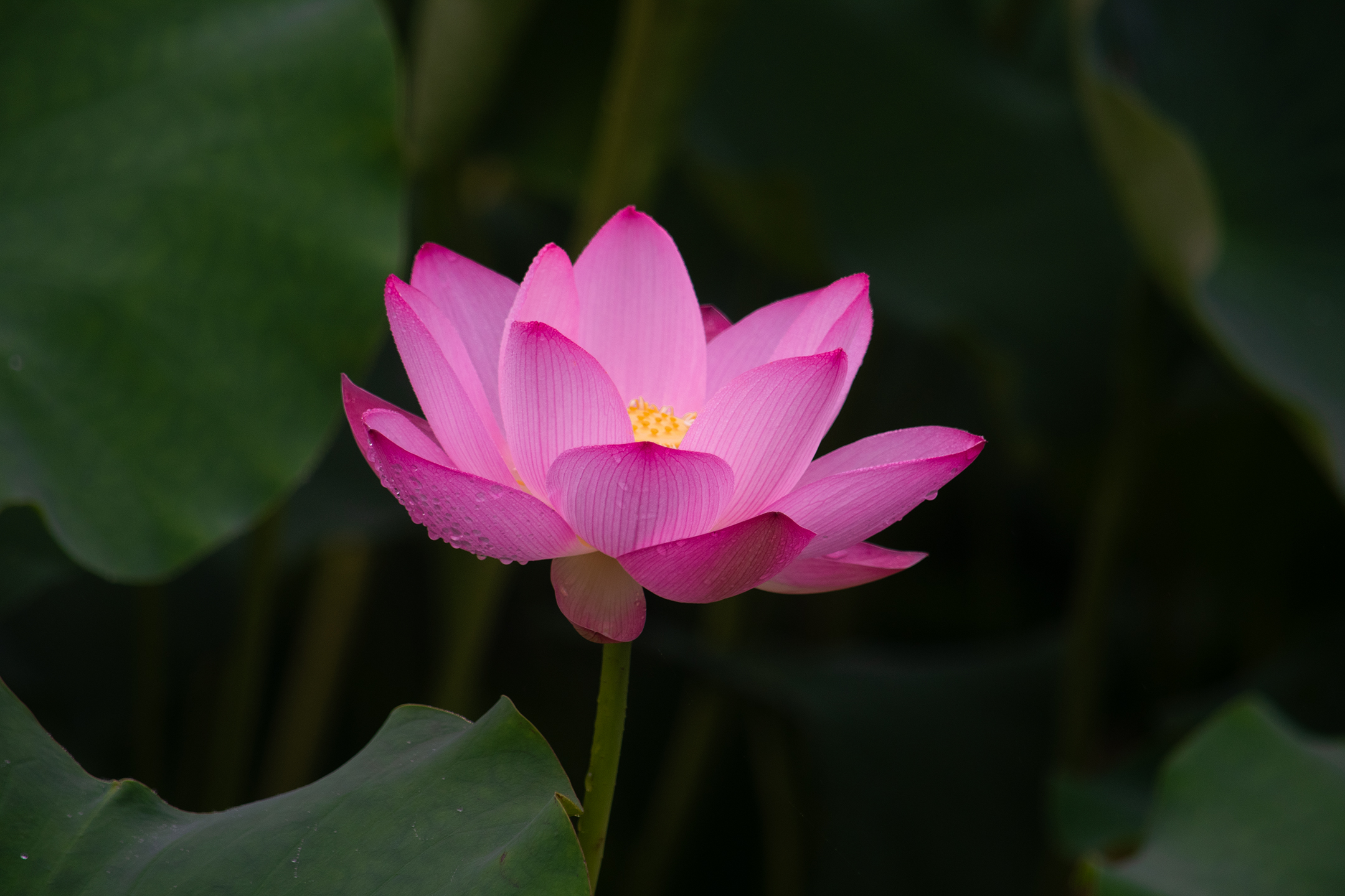 夏至・莲开・源田梦 —— 解码自然与企业的生长哲学